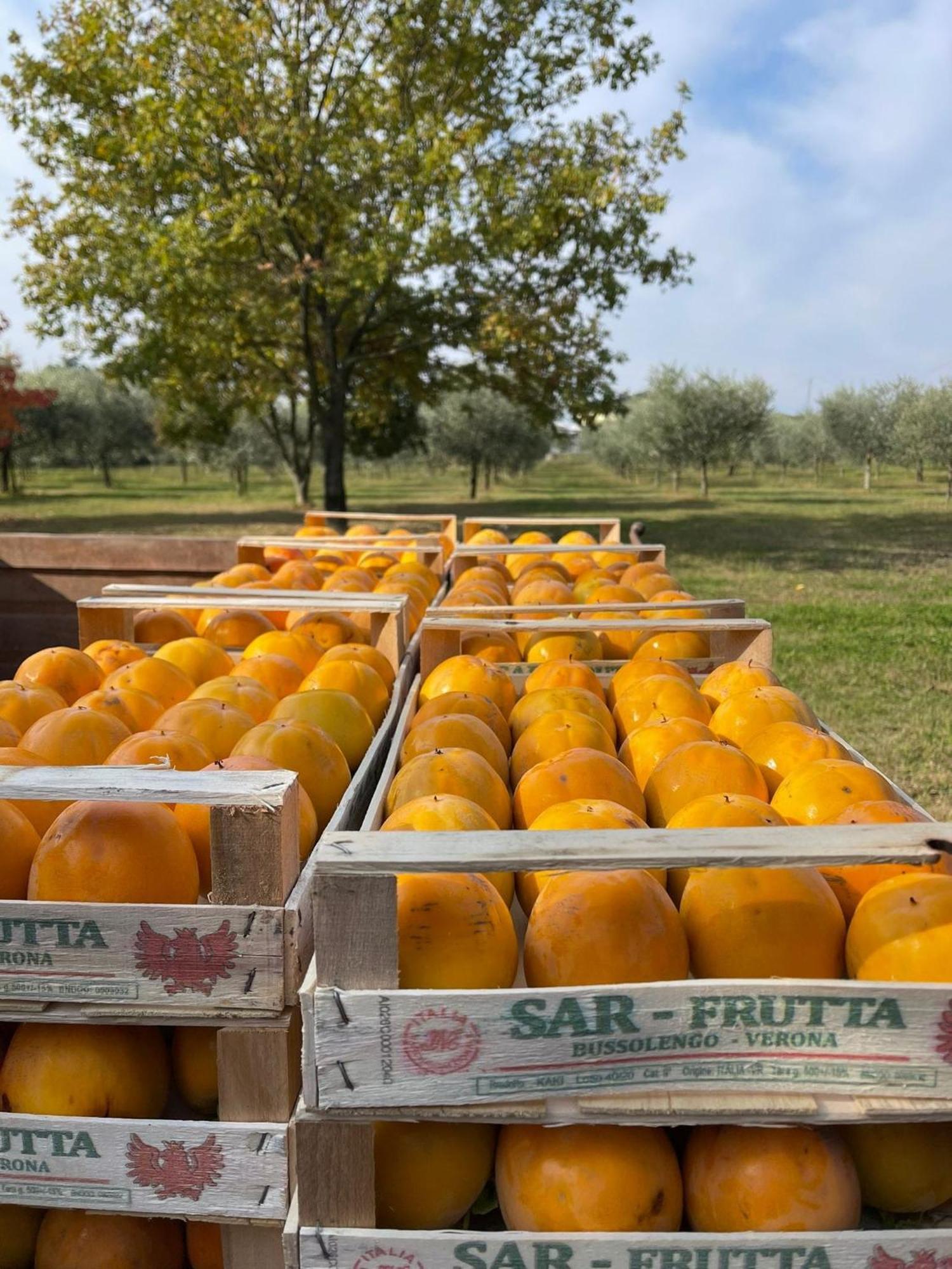 Agriturismo Colombare Teboi Lazise Eksteriør billede