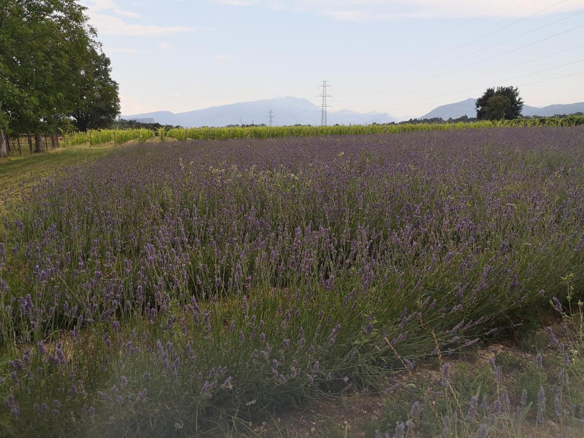 Agriturismo Colombare Teboi Lazise Eksteriør billede