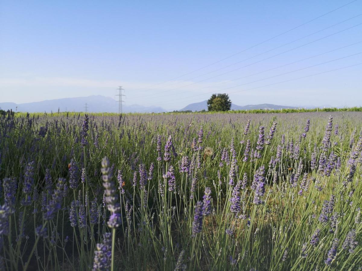 Agriturismo Colombare Teboi Lazise Eksteriør billede